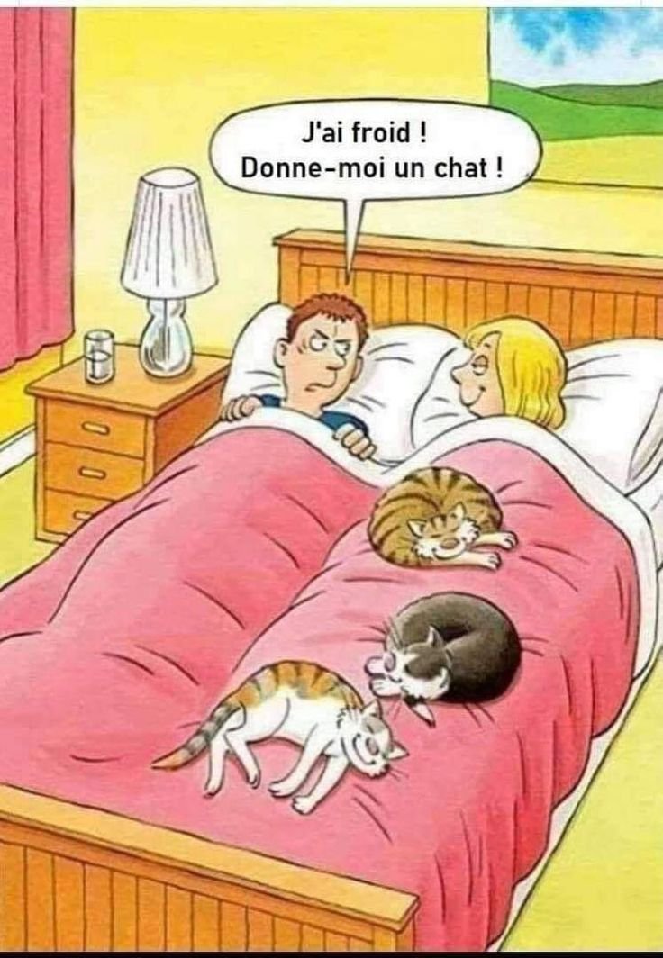 chats-chauds.jpg